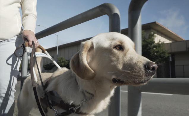 Pick-of-the-Litter-Perth-Festival