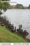 black-swans-lake-monger-t