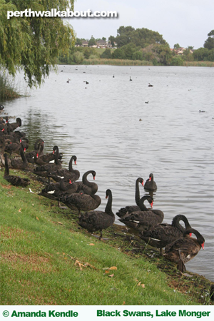 black-swans-lake-monger