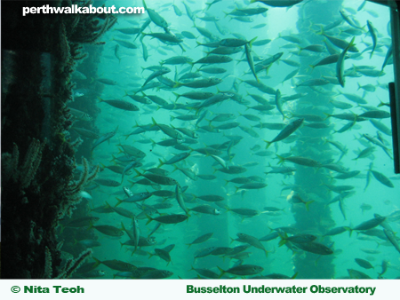 busselton-underwater-observatory