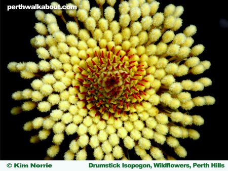 drumstick-isopogon-wildflowers-perth-hills