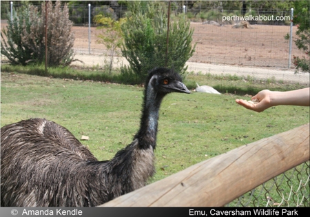 emu-caversham-wildlife-park