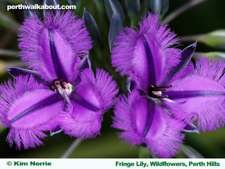 fringe-lily-wildflowers-perth-hills