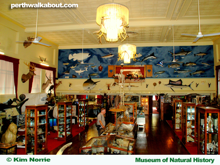 museum-of-natural-history