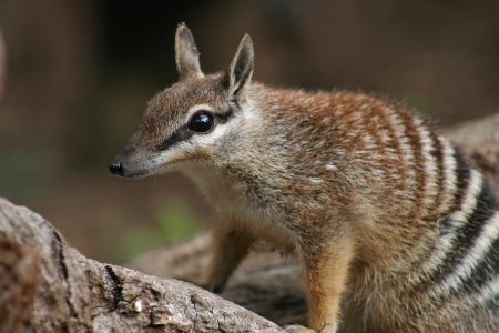 numbat-1